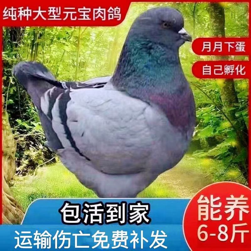 大体元宝鸽一公一母自繁自养青年种鸽蛋好养好喂吃五谷杂粮