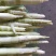 野生深山小竹笋是生长在深山的一种野生竹子一年就4月份