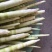野生深山小竹笋是生长在深山的一种野生竹子一年就4月份
