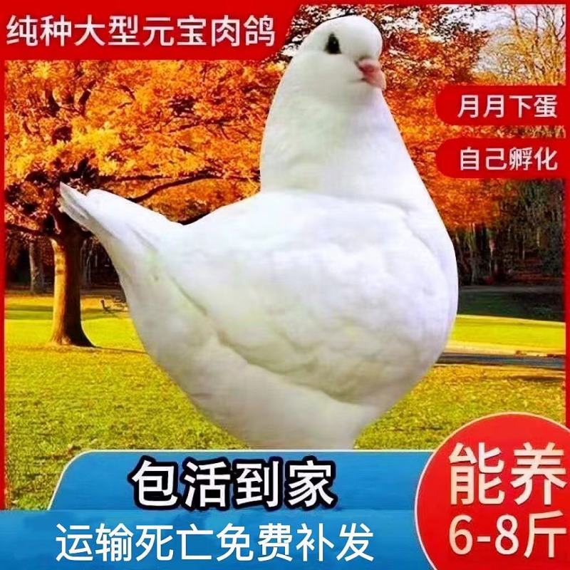 大体元宝鸽鸽蛋自繁自养一月一窝好养好喂，吃五谷杂粮