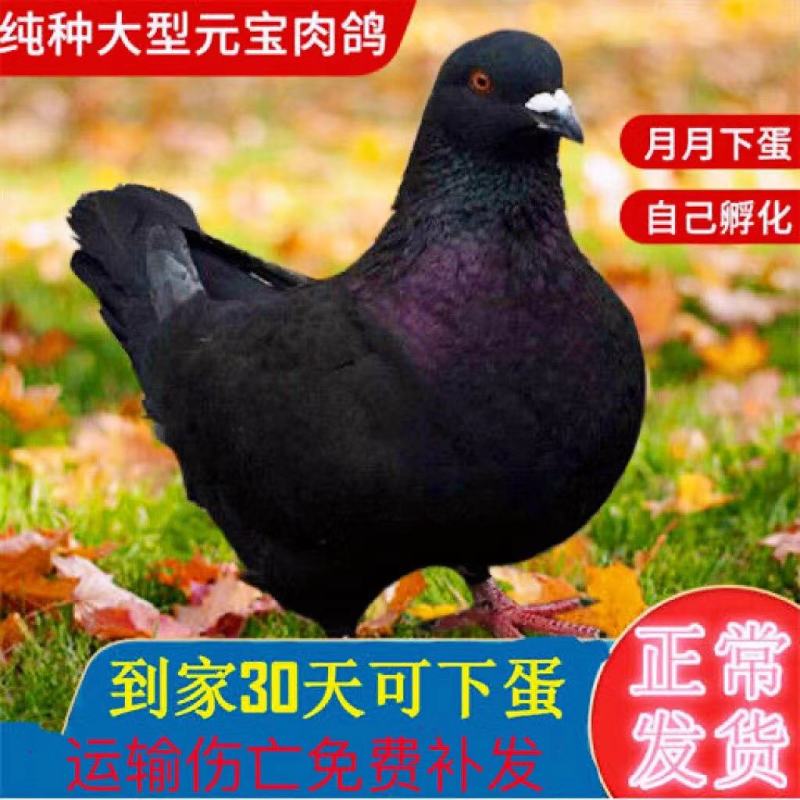 大体元宝鸽鸽蛋自繁自养一月一窝好养好喂，吃五谷杂粮