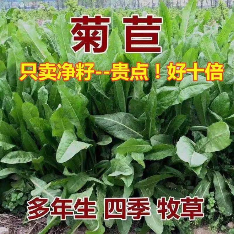 进口菊苣种子大叶菊苣草多年生四季牧草种子猪牛羊鸡鸭鹅鱼草