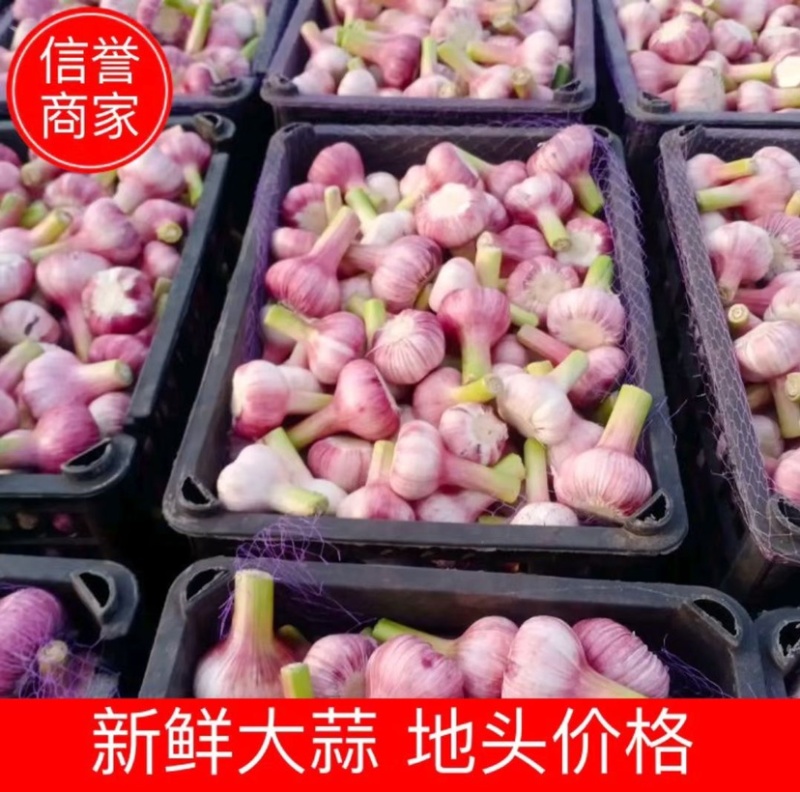 出口金乡大蒜，内销大蒜