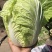 【力荐】陆地黄心白菜聊城白菜黄心白菜持续供应