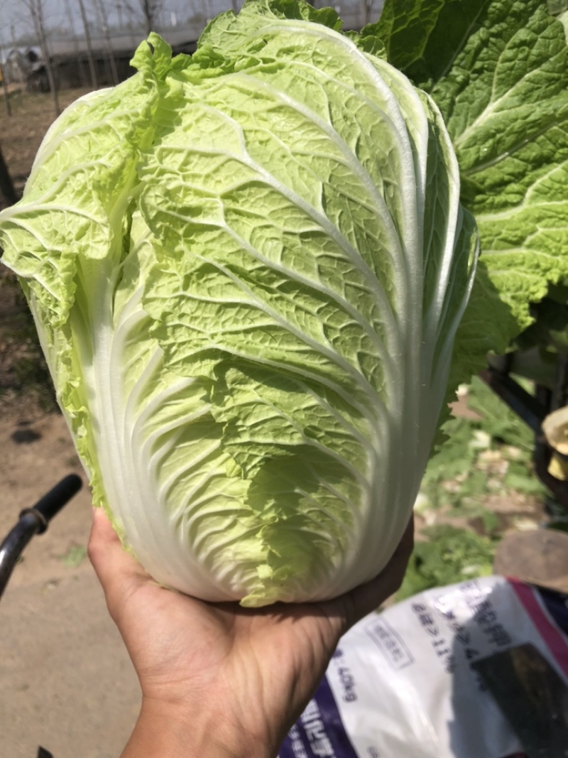 【力荐】陆地黄心白菜聊城白菜黄心白菜持续供应