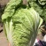 【力荐】陆地黄心白菜聊城白菜黄心白菜持续供应