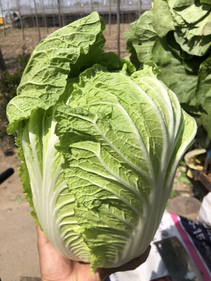 【力荐】陆地黄心白菜聊城白菜黄心白菜持续供应