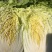 【力荐】陆地黄心白菜聊城白菜黄心白菜持续供应