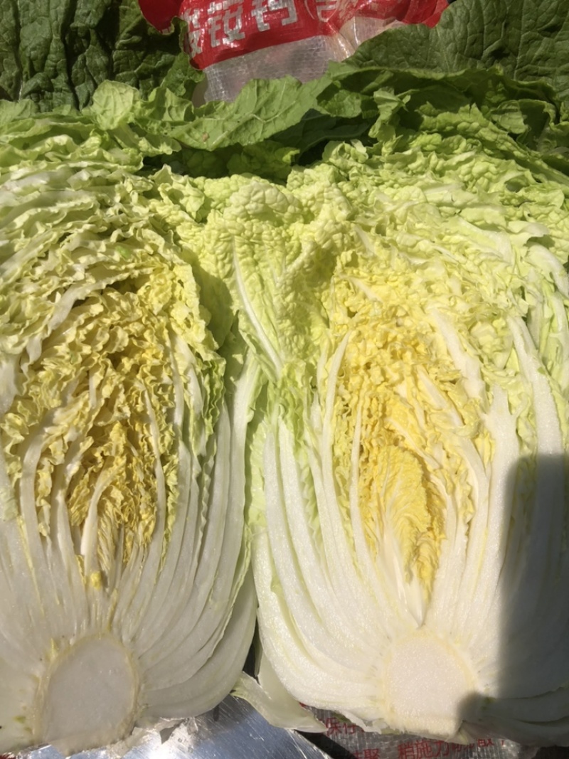 【力荐】陆地黄心白菜聊城白菜黄心白菜持续供应