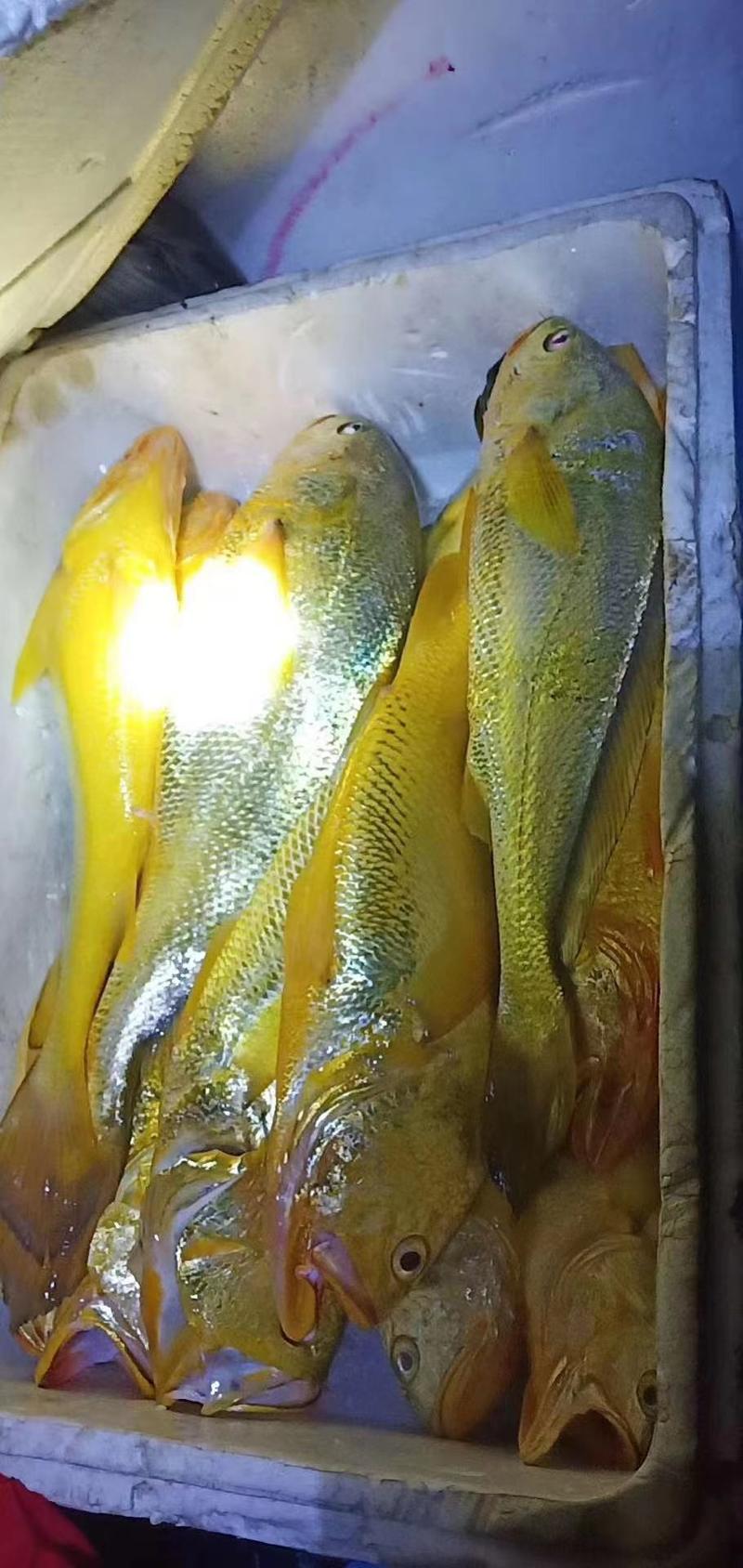 霞浦围网养殖大黄鱼，肉质鲜美，富含营养价值高