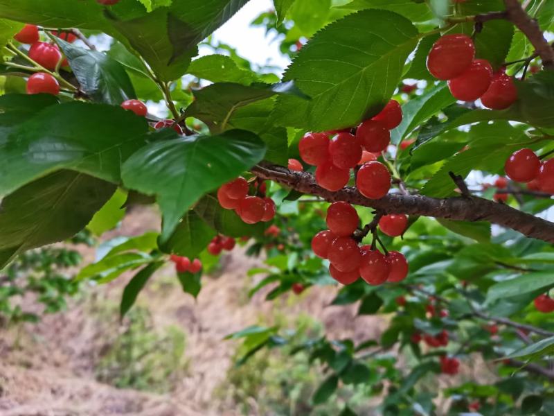 小樱桃支持一件代发