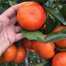 默科特柑橘三月红玫瑰香橘产地直销看货论价保质保