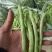大量新苗四季豆横县龙须豆无筋豆大青豆小金豆