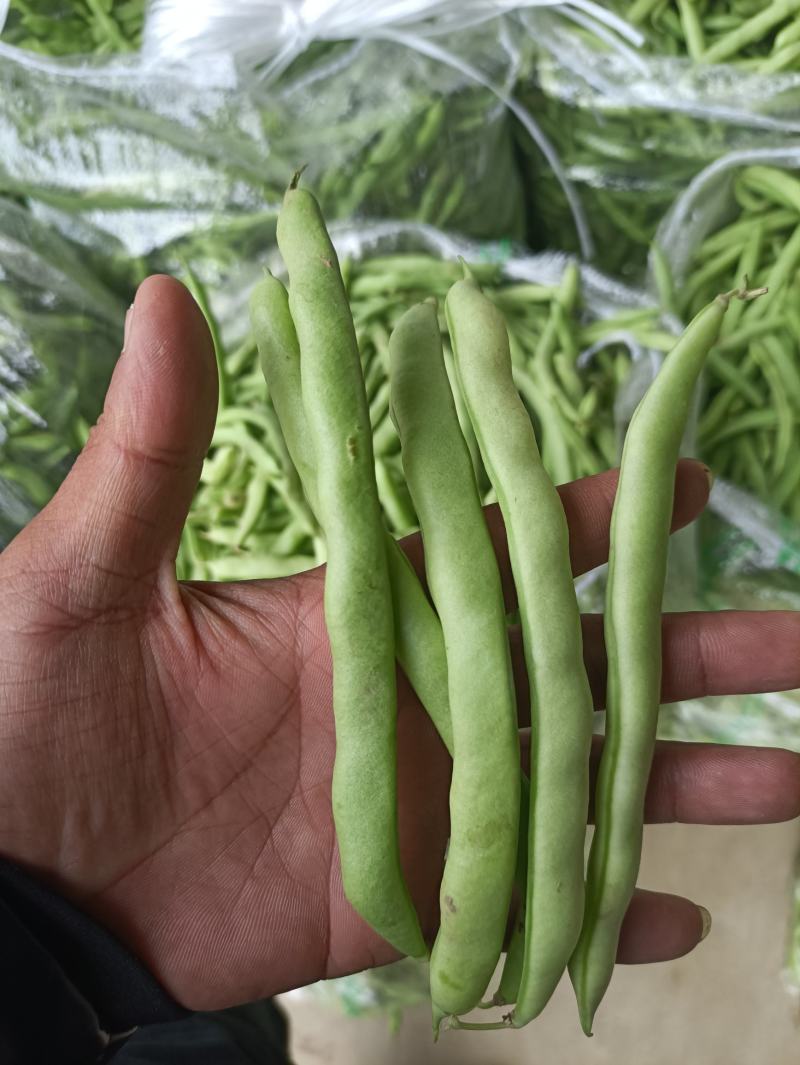 大量新苗四季豆横县龙须豆无筋豆大青豆小金豆