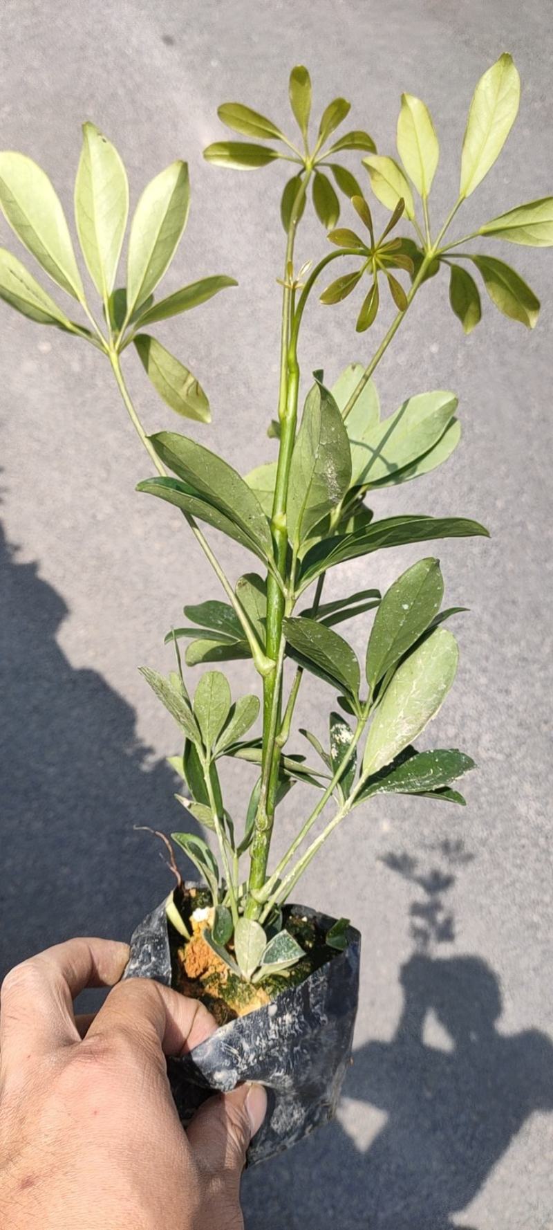 鸭脚木，鹅掌柴