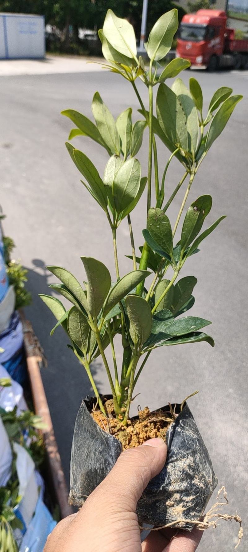 鸭脚木，鹅掌柴