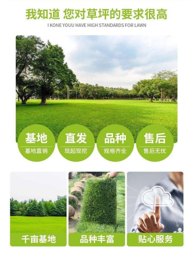 北京草坪销售早熟禾高羊茅四季青草坪一手货源量大优