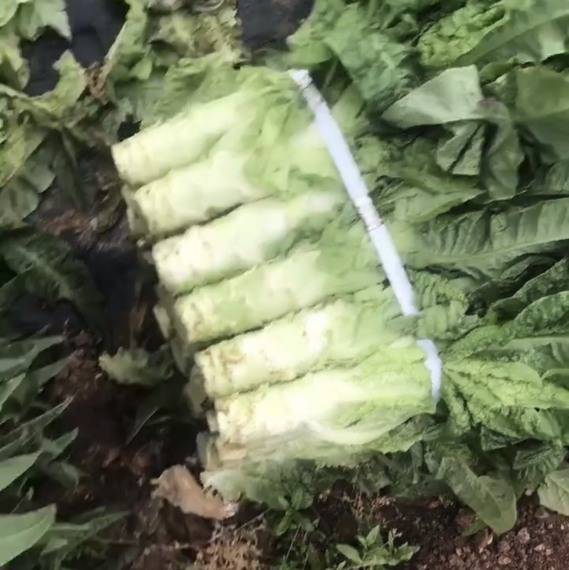 精品莴笋，大量上市，可支持整车发送