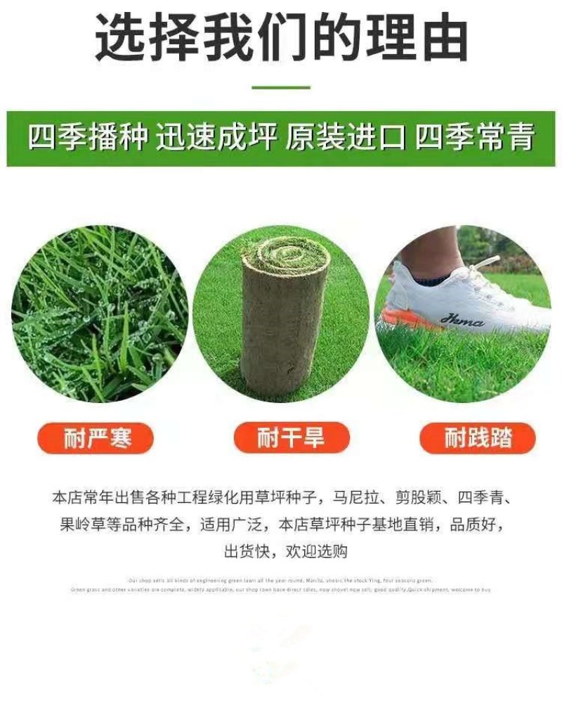 北京顺义优质草坪销售混播草坪高羊茅早熟禾果岭