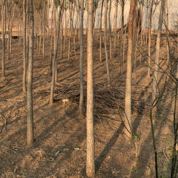 石家庄市赞皇县国槐树。基地直发。现挖现发。价格优惠