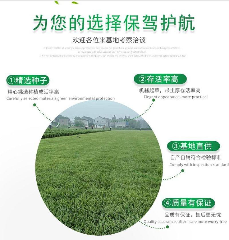北京草坪草皮销售耐践踏高羊茅早熟禾果岭优质货源