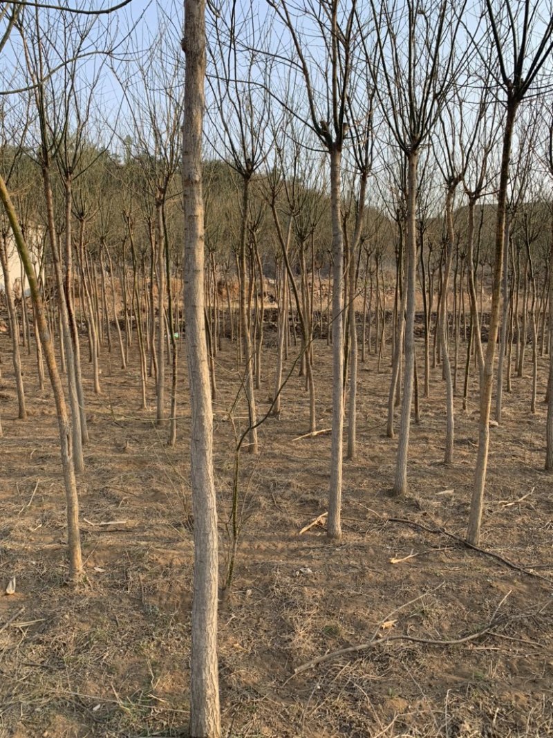 石家庄市赞皇县国槐树。基地直发。现挖现发。价格优惠