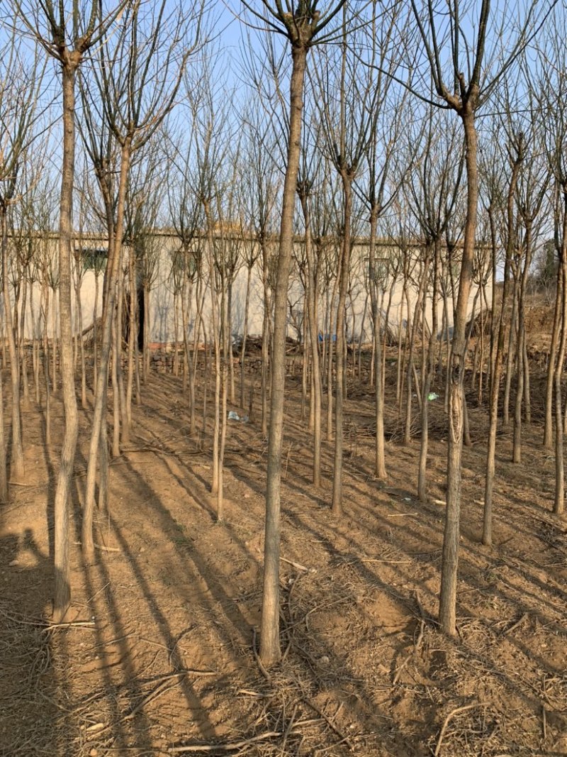 石家庄市赞皇县国槐树。基地直发。现挖现发。价格优惠