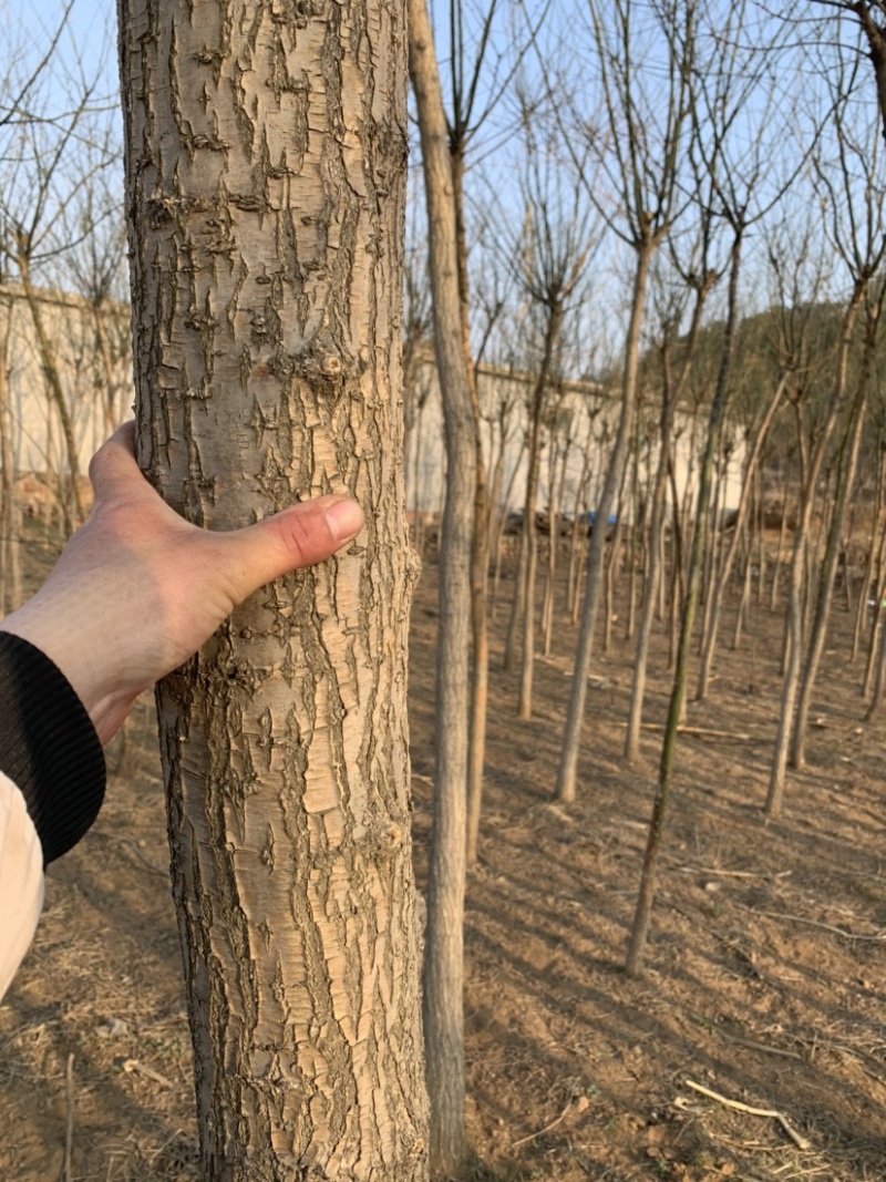 石家庄市赞皇县国槐树。基地直发。现挖现发。价格优惠