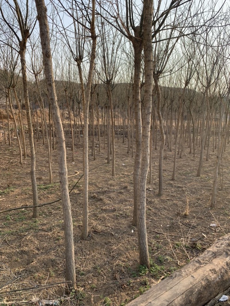 石家庄市赞皇县国槐树。基地直发。现挖现发。价格优惠