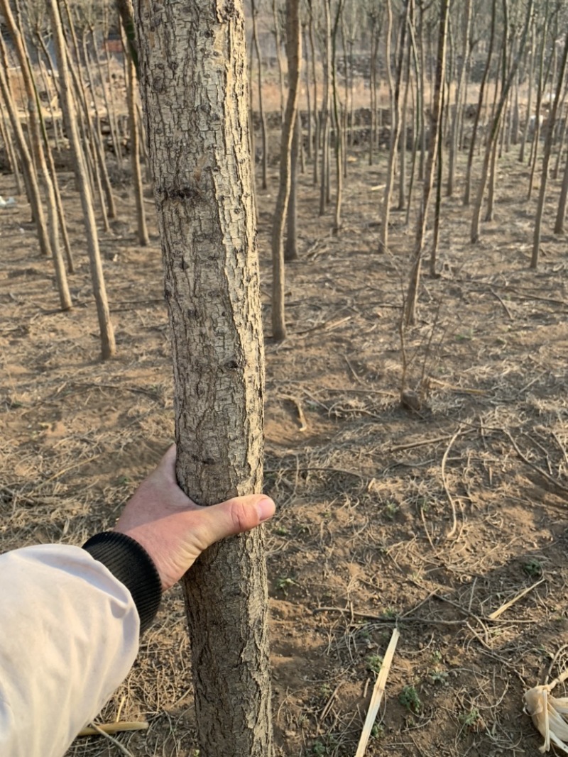 石家庄市赞皇县国槐树。基地直发。现挖现发。价格优惠