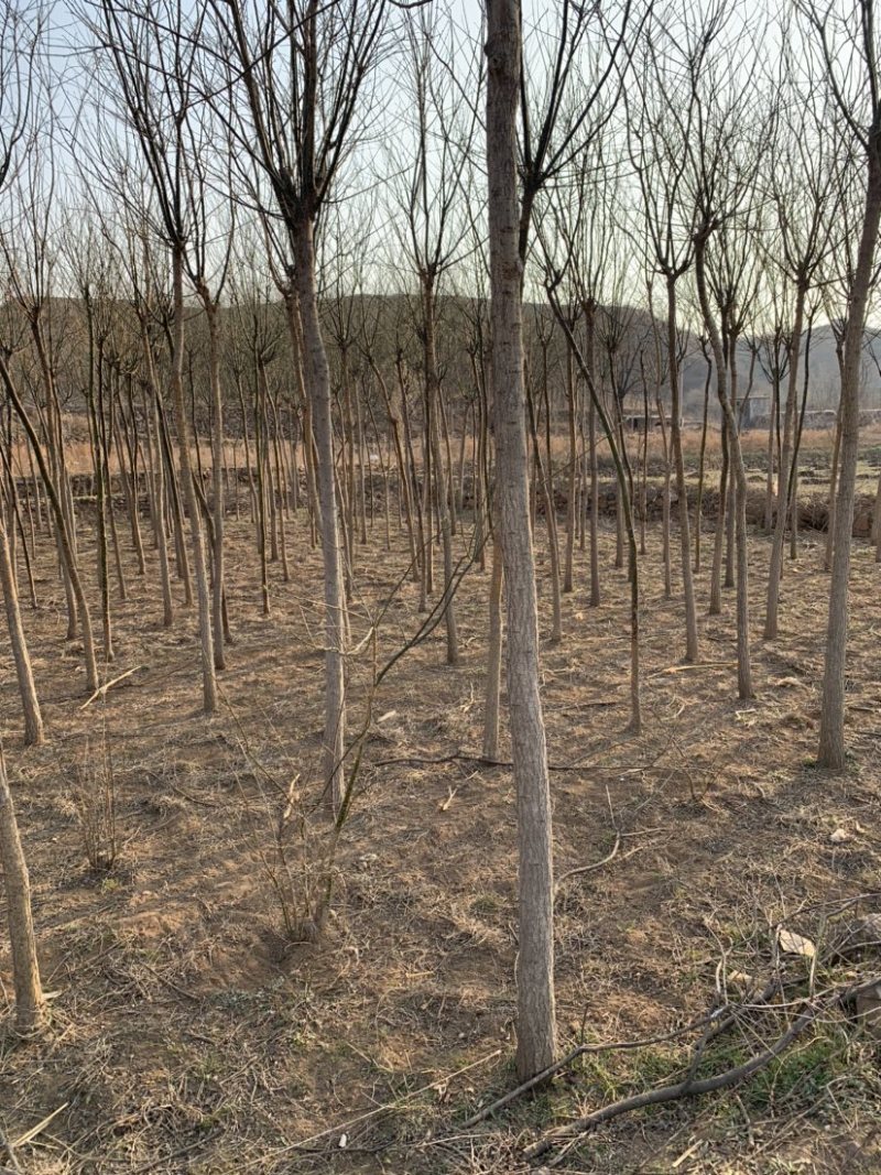 石家庄市赞皇县国槐树。基地直发。现挖现发。价格优惠