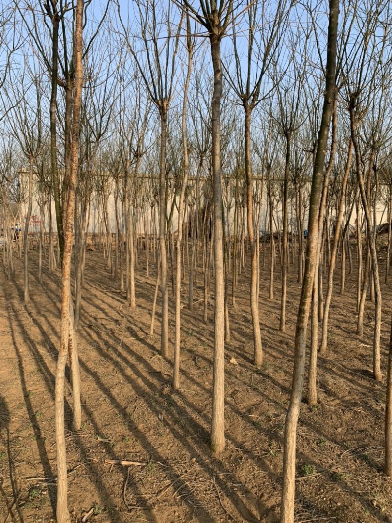 石家庄市赞皇县国槐树。基地直发。现挖现发。价格优惠