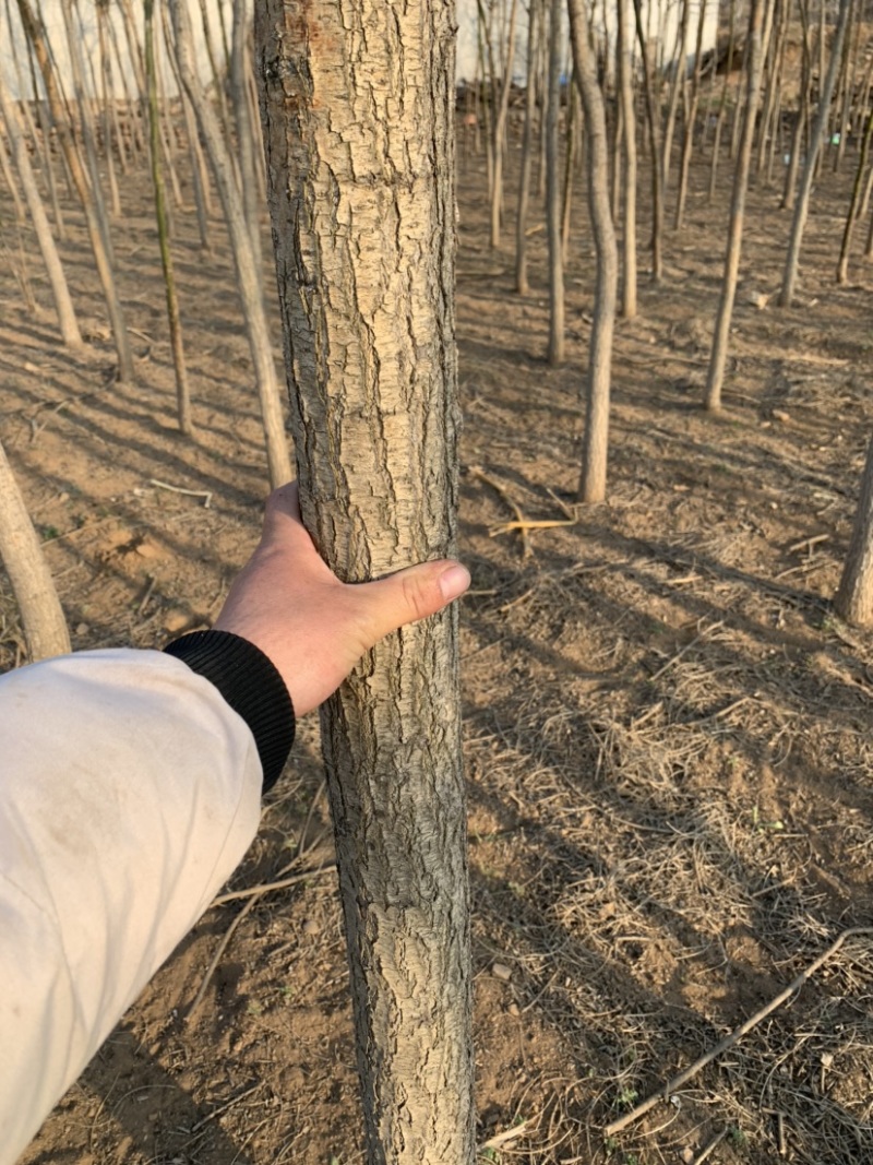 石家庄市赞皇县国槐树。基地直发。现挖现发。价格优惠