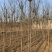 石家庄市赞皇县国槐树。基地直发。现挖现发。价格优惠
