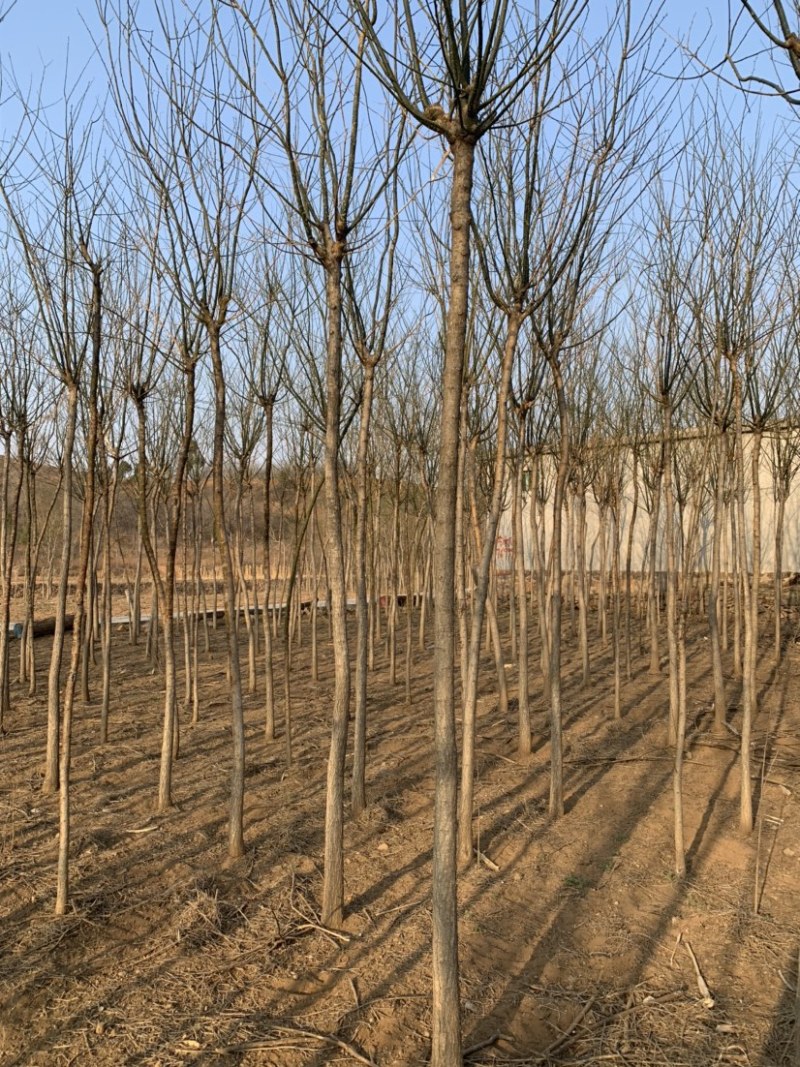 石家庄市赞皇县国槐树。基地直发。现挖现发。价格优惠