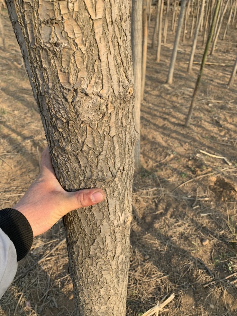 石家庄市赞皇县国槐树。基地直发。现挖现发。价格优惠