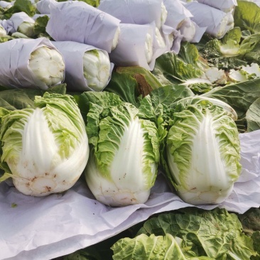 夏阳白