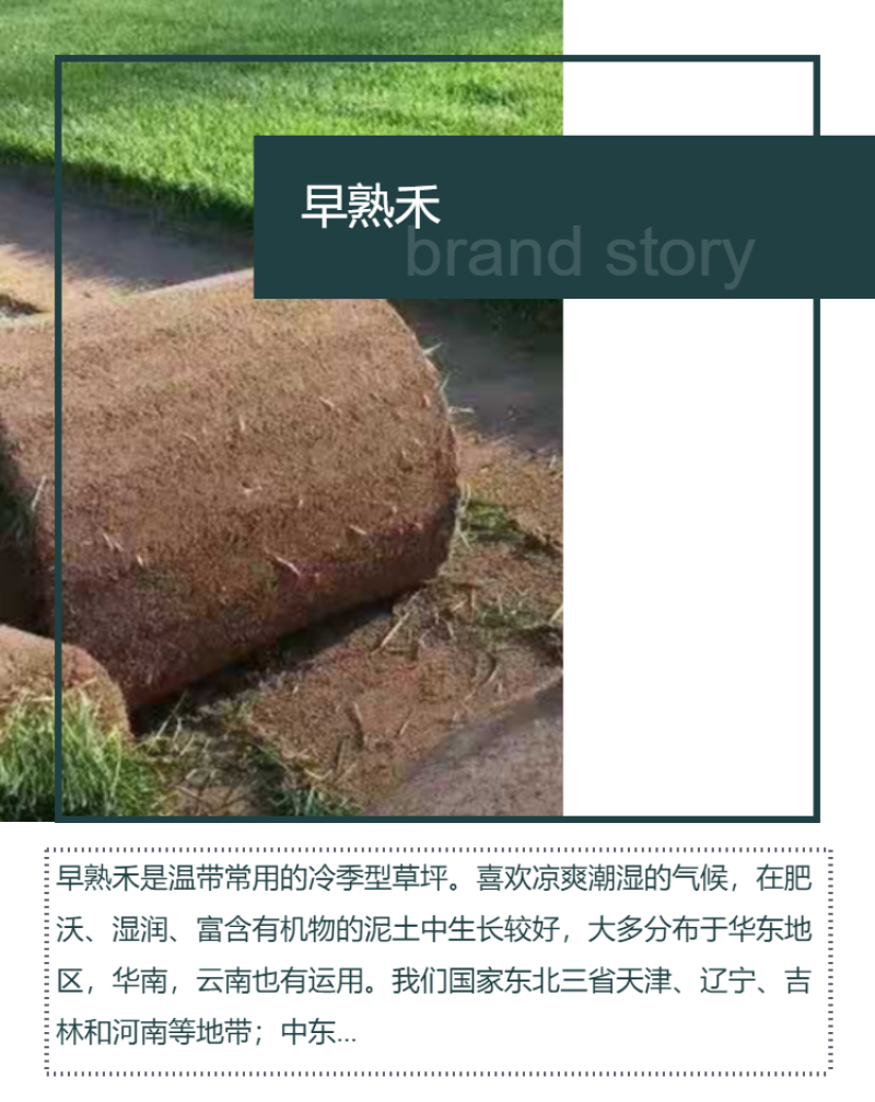 高羊茅草坪混播草坪早熟禾果岭绿化草坪草皮