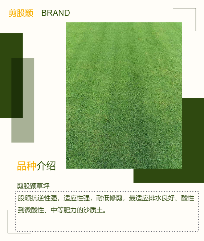 高羊茅草坪混播草坪早熟禾果岭绿化草坪草皮