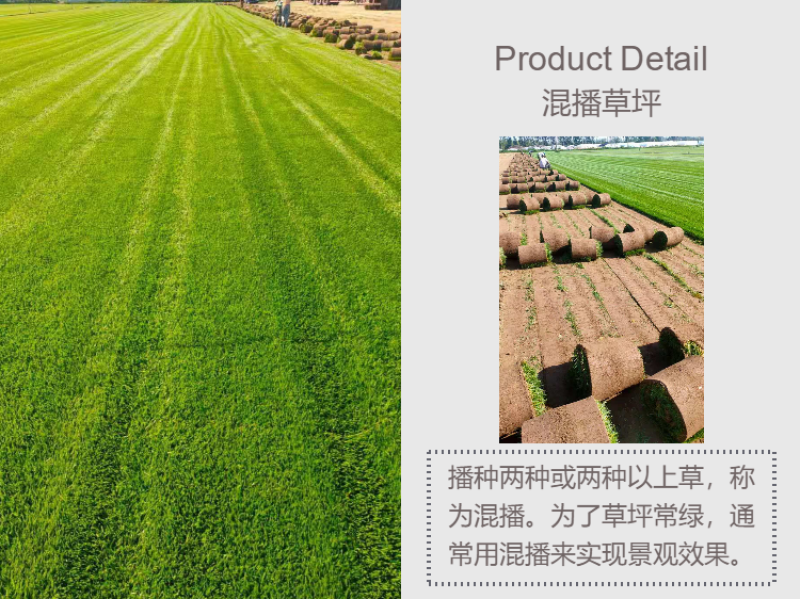 高羊茅草坪混播草坪早熟禾果岭绿化草坪草皮