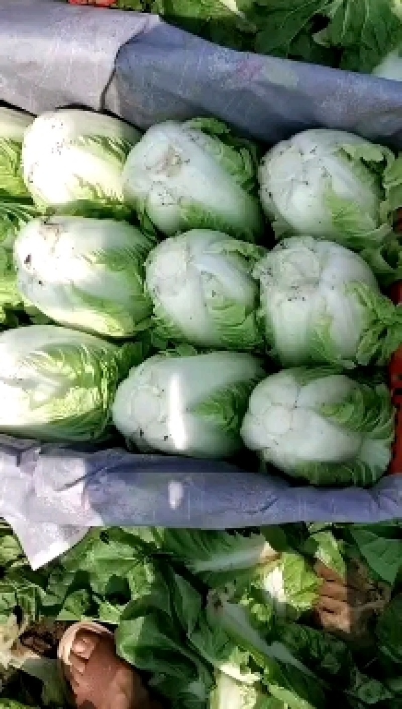夏阳白