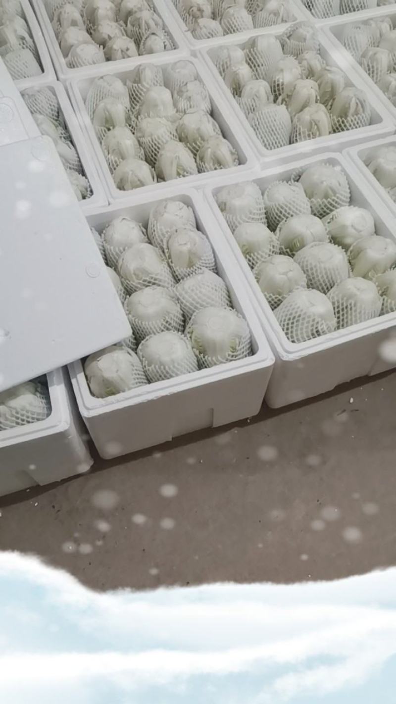 夏阳白