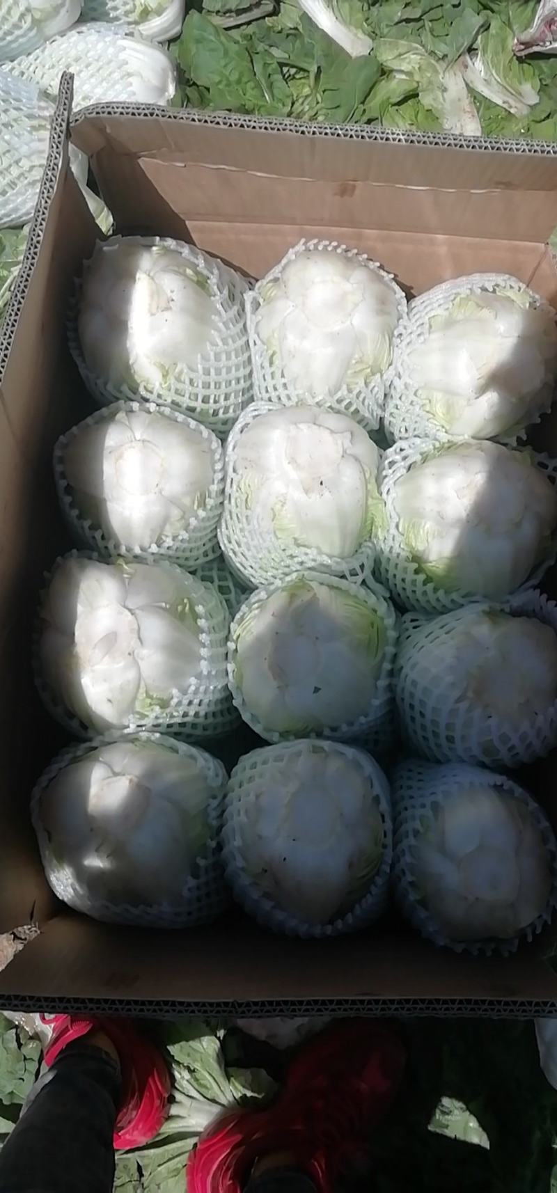 夏阳白