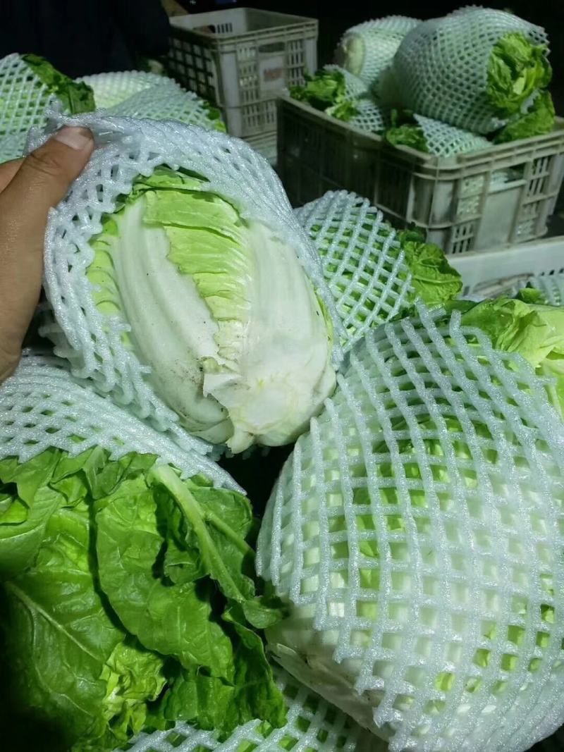 夏阳白