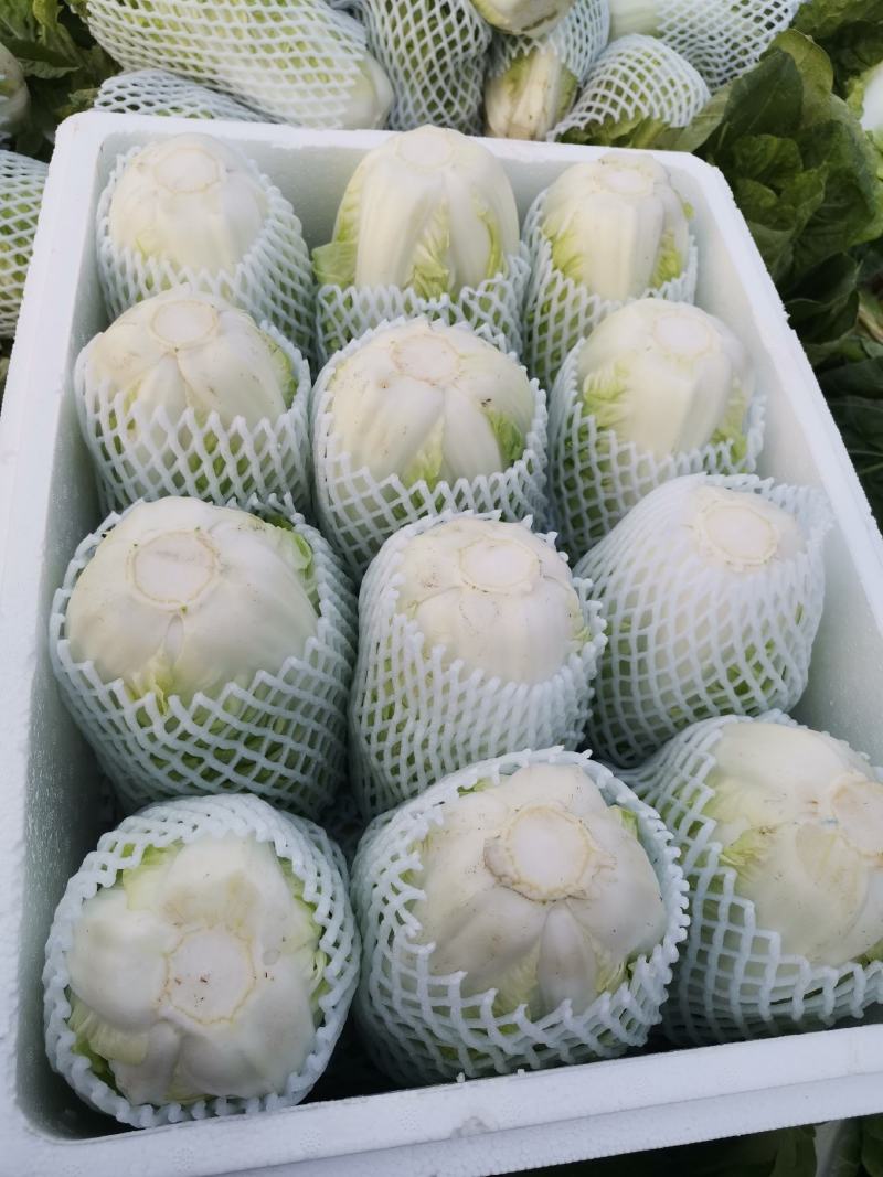 夏阳白