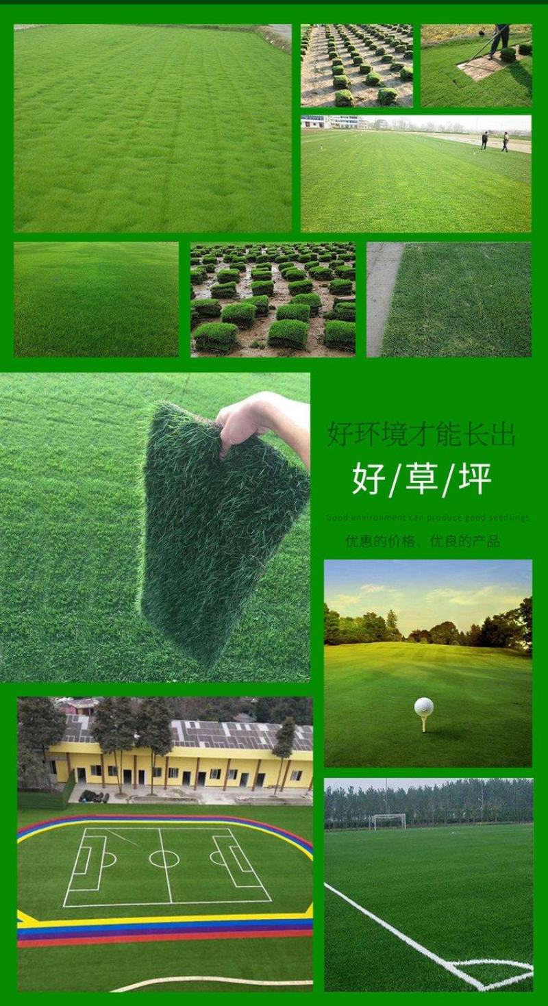 北京草坪销售早熟禾高羊茅四季青草坪一手货源量大优