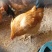 鸡阉鸡三黄鸡麻鸡公鸡