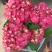 绣球花（无尽夏）八仙花/基地直发货/品种齐全/价格实惠