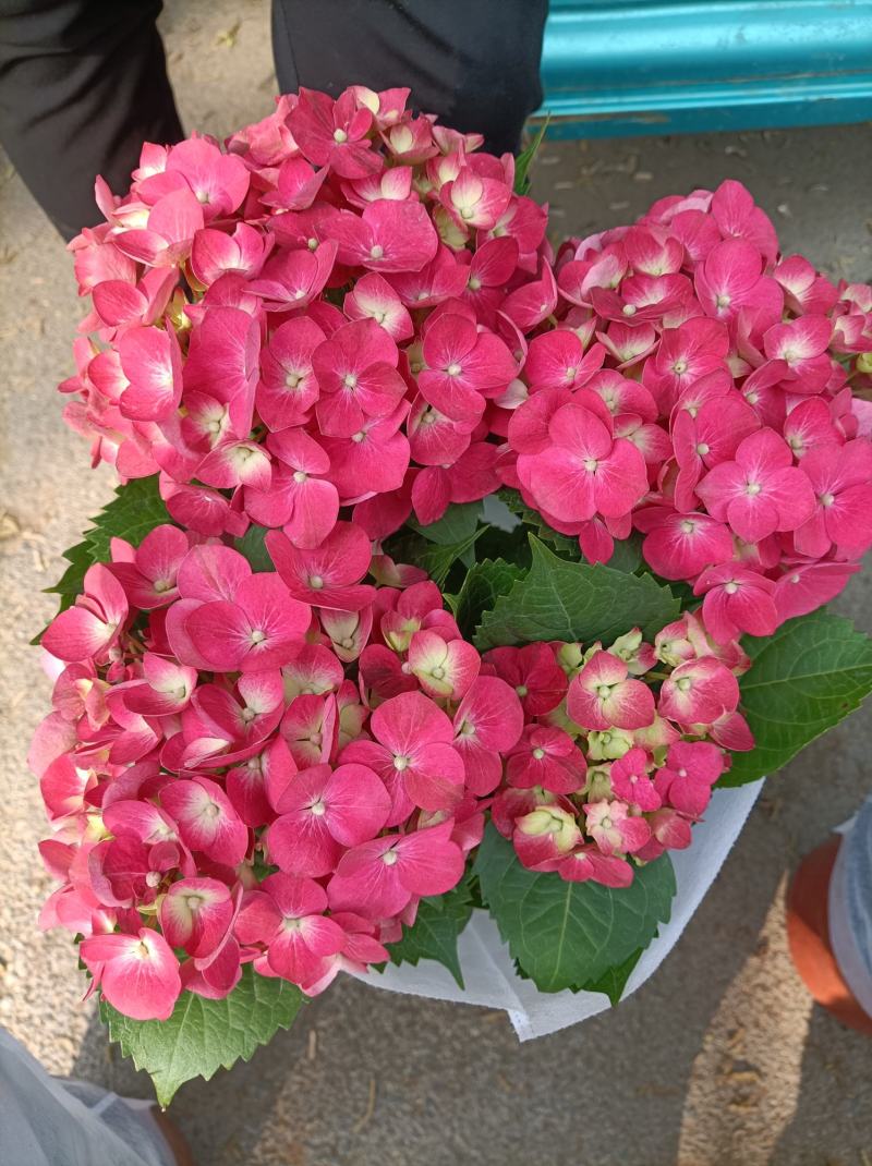 绣球花（无尽夏）八仙花/基地直发货/品种齐全/价格实惠
