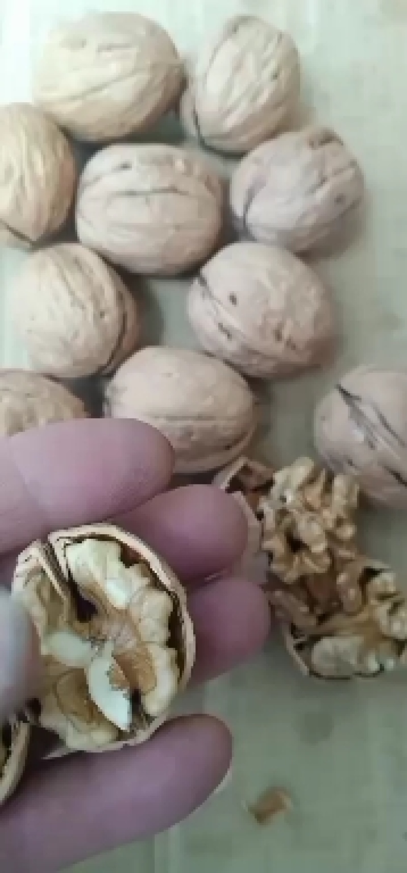 汾阳本地核桃，各种品种都有，礼品，晋龙，香玲，辽核，老核